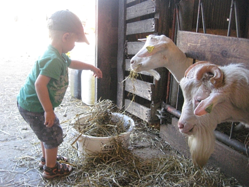 20120720-Ferme-Enfant-Chevres