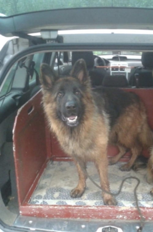 20140222-Chien-Perdu-Berger-Allemand