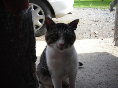 20140329-Chat-perdu-Gris-Blanc